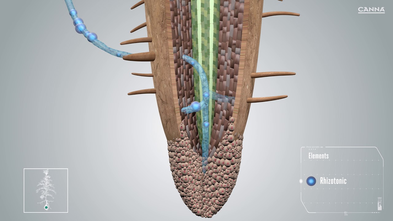 CANNA Rhizotonic // Fase de Crecimiento y Floración // Video Infografía en 3D