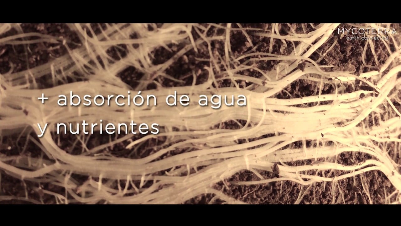 KRAKEN biofertilizante con Glomus Iranicum - Mycoterra Biofertilizantes