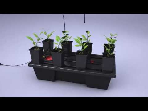 Wilma System | (Animation ES)