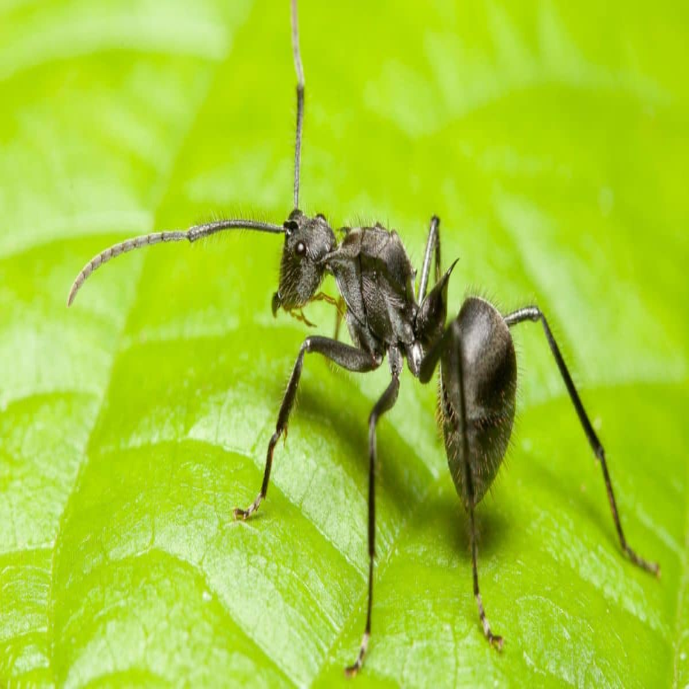 ant resized